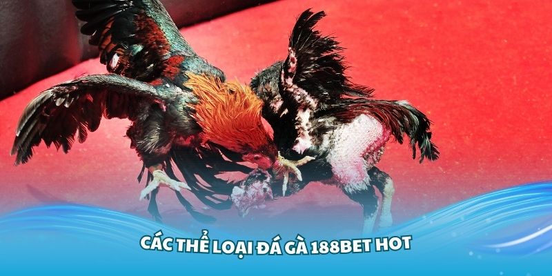 Top những sảnh chơi đá gà đẳng cấp tại 188Bet