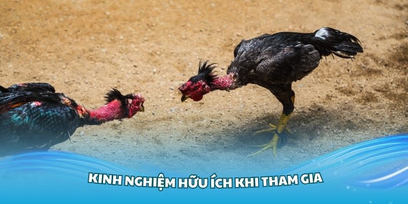 Những cửa cược đá gà được tham gia nhiều nhất