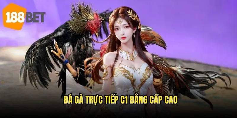 Đá gà trực tiếp C1 đẳng cấp cao