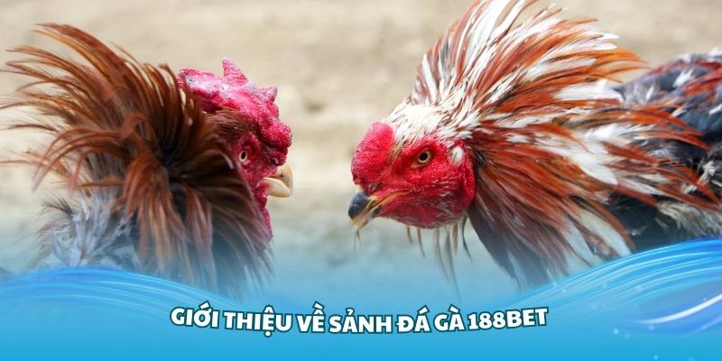 Danh mục đá gà mang đến trận đấu đỉnh cao
